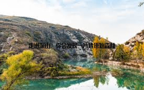 走进深山, 你会发现一片片原始森林